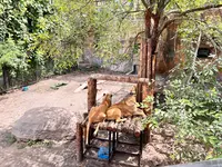 旭川市 旭山動物園の写真・動画_image_710949
