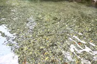 木の俣渓谷の写真・動画_image_714840