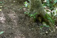 ニングルテラスの写真・動画_image_715150