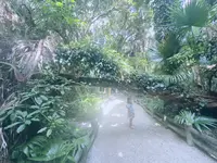 青島亜熱帯性植物群落の写真・動画_image_717822