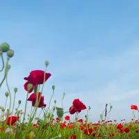 ポピー・ハッピースクエアの写真・動画_image_720001