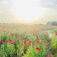 ポピー・ハッピースクエアの写真・動画_image_720002