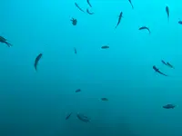 勝浦海中公園海中展望塔の写真・動画_image_720026