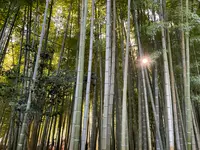 報国寺（竹寺）の写真・動画_image_724521