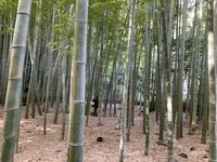 報国寺（竹寺）の写真・動画_image_724528