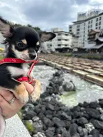 草津温泉の写真・動画_image_729661