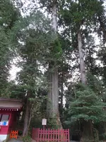 箱根神社の写真・動画_image_731751