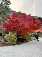 天龍寺の写真・動画_image_732268