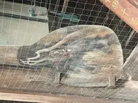 豊国神社（千畳閣）の写真・動画_image_736667