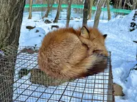 宮城蔵王キツネ村の写真・動画_image_738595