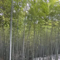 石清水八幡宮の写真・動画_image_741709
