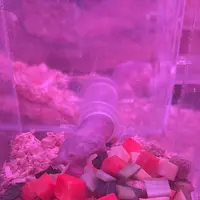 アトア（átoa）の写真・動画_image_744655