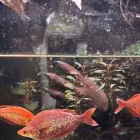 アトア（átoa）の写真・動画_image_744656