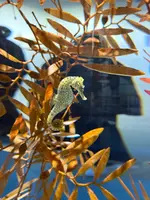 アトア（átoa）の写真・動画_image_744657