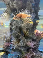 アトア（átoa）の写真・動画_image_744658