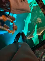 アトア（átoa）の写真・動画_image_744660