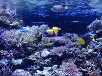マクセル アクアパーク品川の写真・動画_image_747069