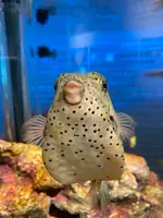 四国水族館の写真・動画_image_751176
