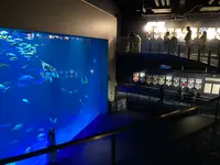 四国水族館の写真・動画_image_751177