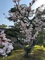 二条城の写真・動画_image_752708