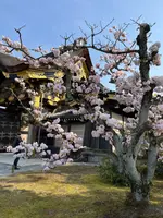 二条城の写真・動画_image_752709