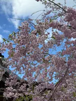 大山阿夫利神社の写真・動画_image_753026