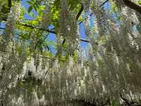あしかがフラワーパークの写真・動画_image_756760