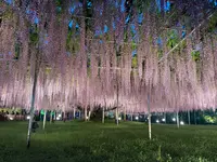 あしかがフラワーパークの写真・動画_image_756761