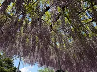 あしかがフラワーパークの写真・動画_image_756762