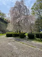 盛岡城跡公園 (岩手公園)の写真・動画_image_756965