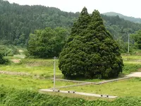小杉の大杉（トトロの木）の写真・動画_image_79006