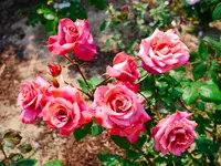 あやべグンゼスクエアの写真・動画_image_80294