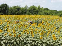 座間 座架依橋の写真・動画_image_81421
