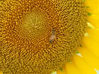 座間 座架依橋の写真・動画_image_81423