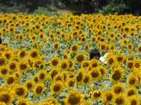 座間 座架依橋の写真・動画_image_81681