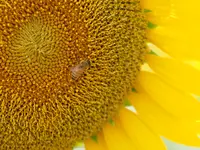 座間 座架依橋の写真・動画_image_81682