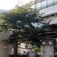 シドモア桜の写真・動画_image_83354