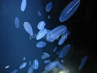 鶴岡市立加茂水族館（クラゲドリーム館）の写真・動画_image_84027