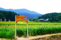 与謝野町ひまわり畑の写真・動画_image_88333