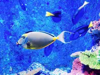 沖縄美ら海水族館の写真・動画_image_93624