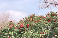 伊豆高原桜並木の写真・動画_image_1000686