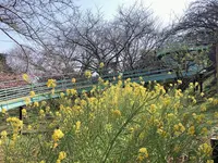 吾妻山公園の写真・動画_image_1000699
