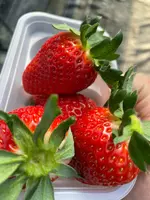 いちご家のむのむの写真・動画_image_1050163