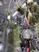 BROMELIADS 流木＆エアプランツの写真・動画_image_1059771