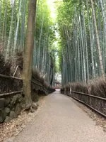 嵐山 竹林の小径の写真・動画_image_1065541