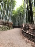 嵐山 竹林の小径の写真・動画_image_1065542