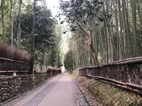 嵐山 竹林の小径の写真・動画_image_1065543
