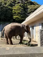 横浜市立金沢動物園の写真・動画_image_1072324