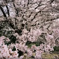 清澄庭園の写真・動画_image_1110173
