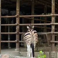 東山動物園の写真・動画_image_1168593